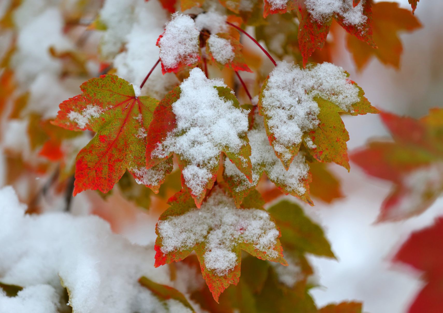 November snow on fall colors